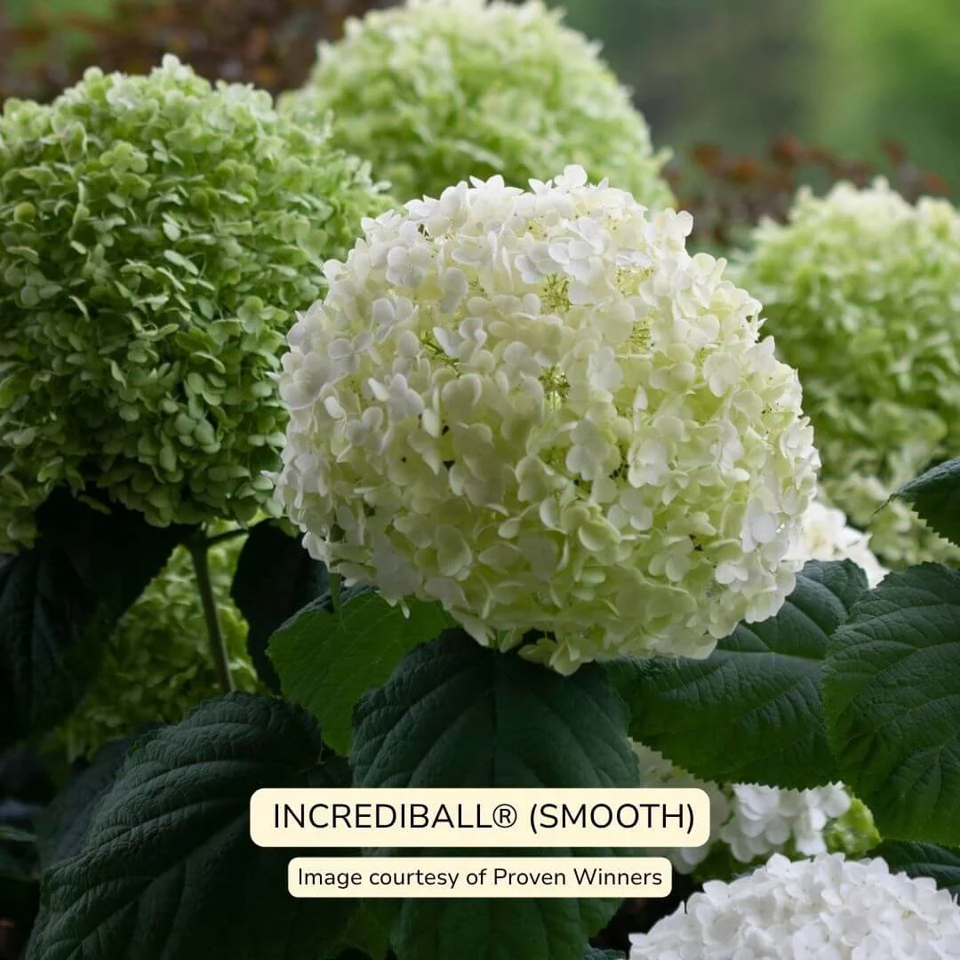 Incrediball Smooth Hydrangea