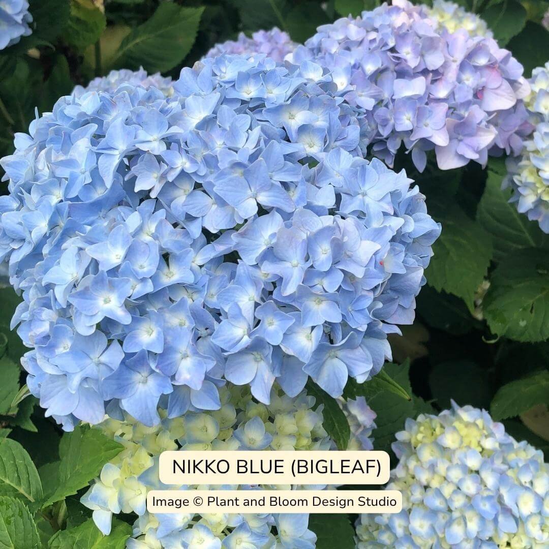 Nikko Blue Bigleaf Hydrangea