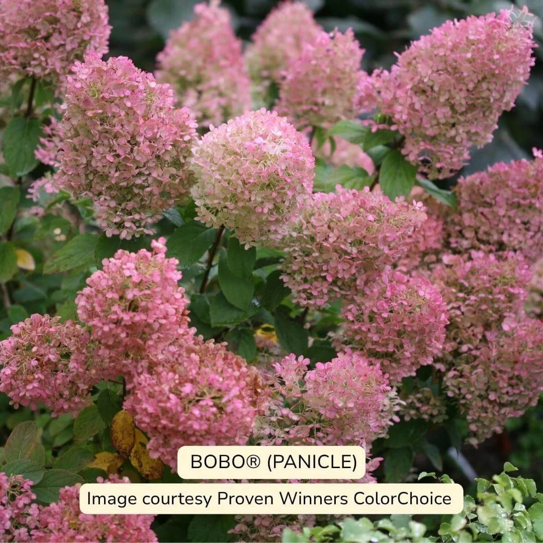 Bobo Panicle Hydrangea