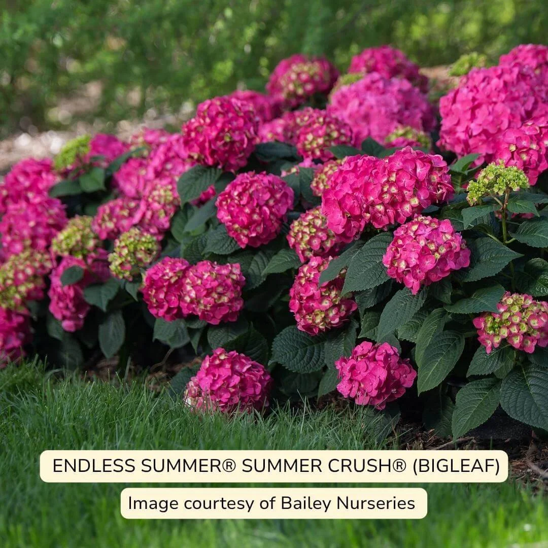 Endless Summer® Summer Crush Bigleaf Hydrangea