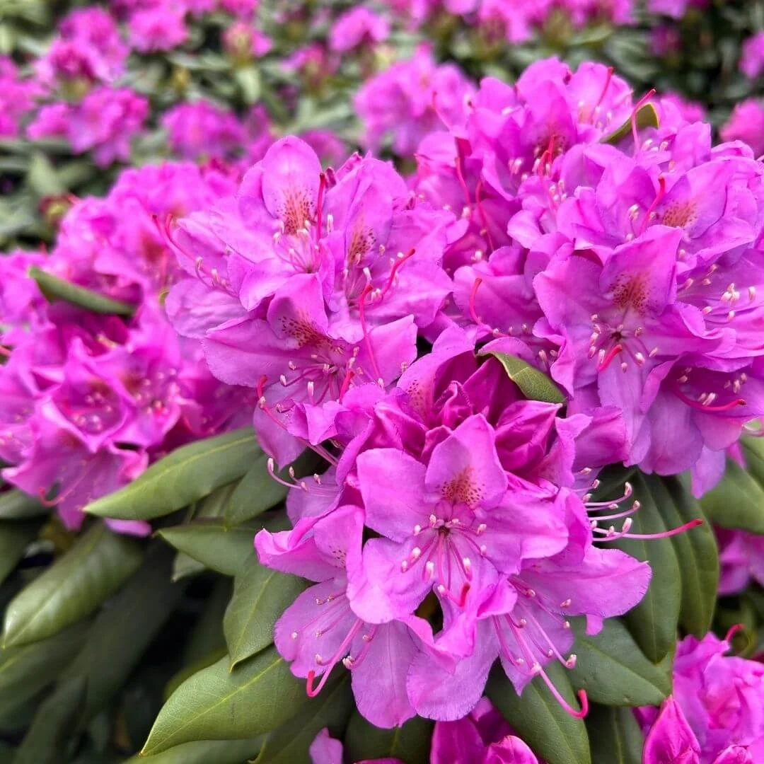 Roseum Elegans rhododendron in full bloom with clusters of lavender-purple flowers, one of the best flowering shrubs for landscaping