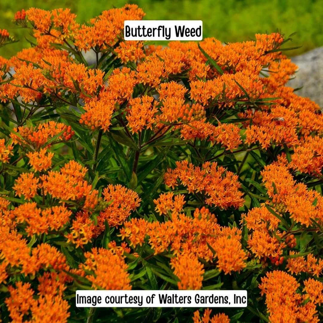 Butterfly Weed (Asclepias tuberosa)