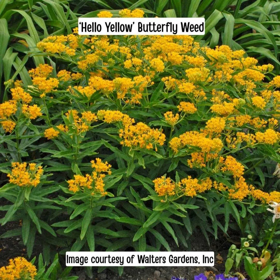 Hello Yellow Butterfly Weed