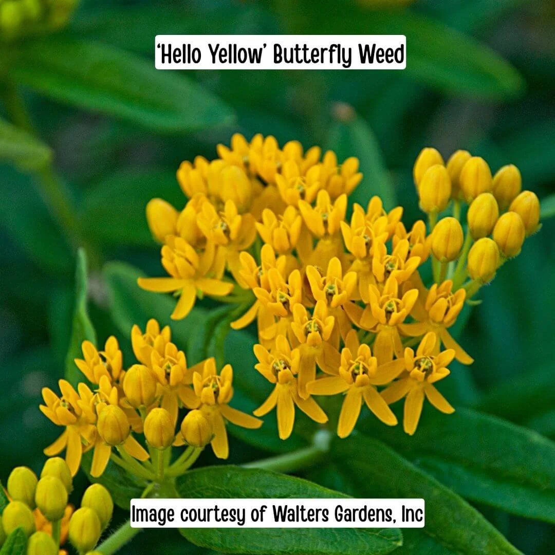 Hello Yellow Butterfly Weed