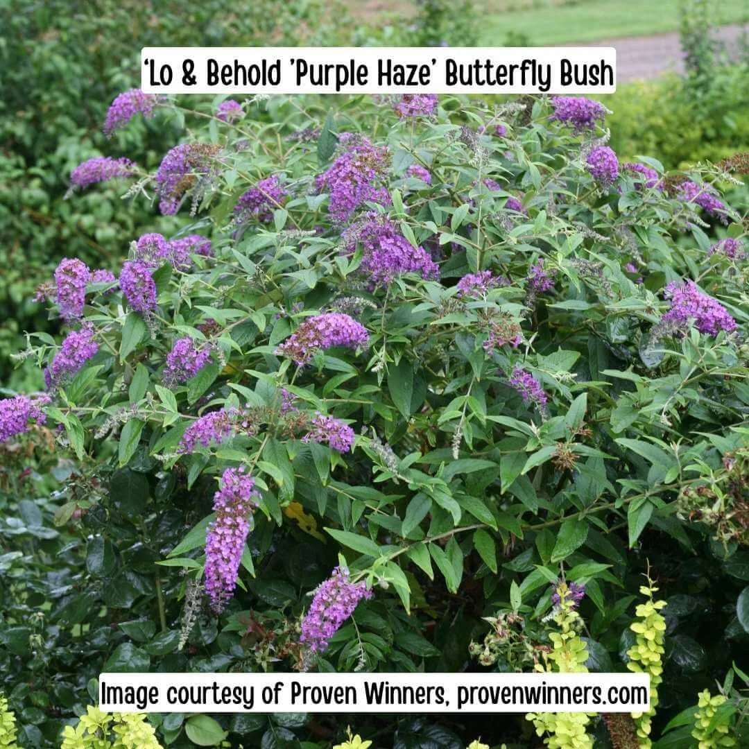 Lo &amp; Behold Purple Haze Butterfly Bush