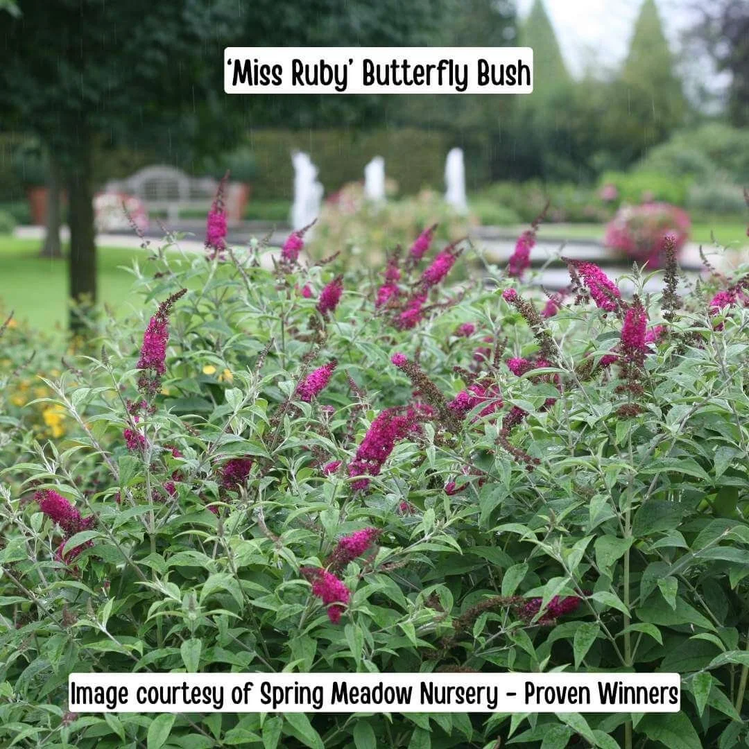 Miss Ruby Butterfly Bush