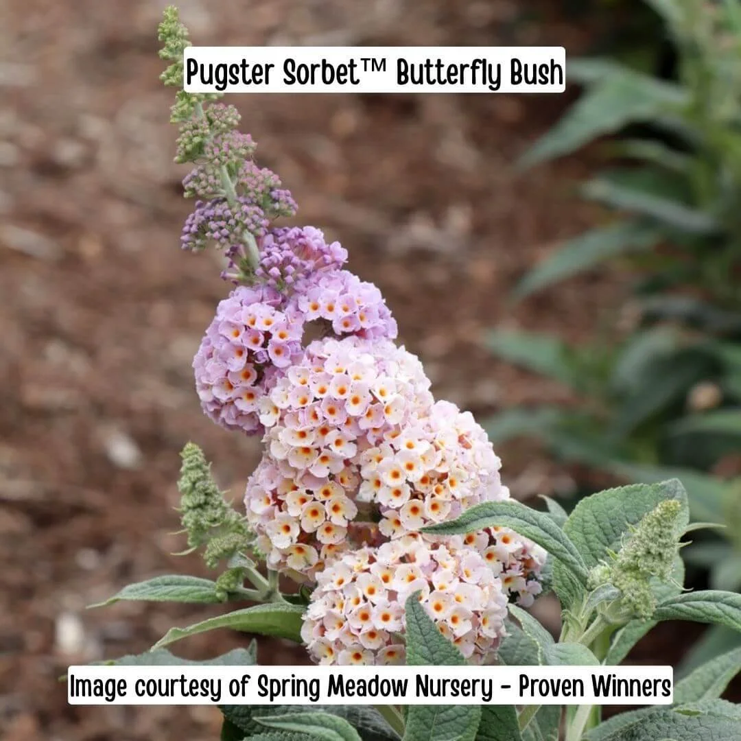Pugster Sorbet Butterfly Bush