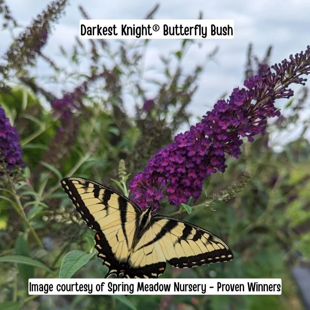 Darkest Knight Butterfly Bush