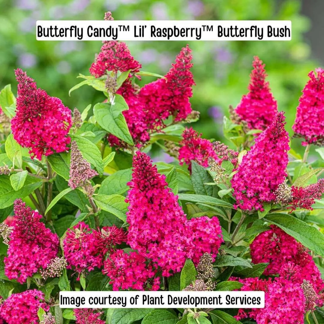 Butterfly Candy Lil Raspberry Butterfly Bush