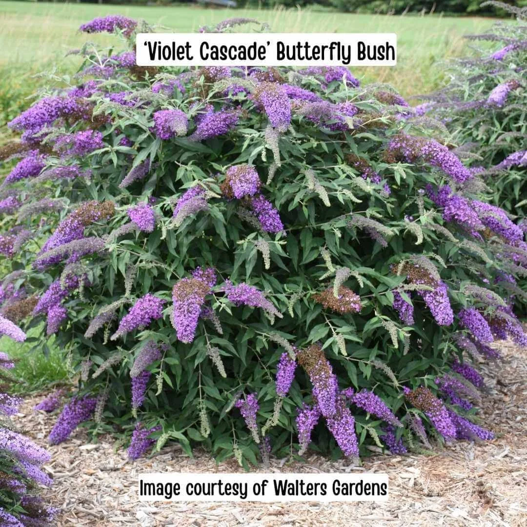 Violet Cascade Butterfly Bush