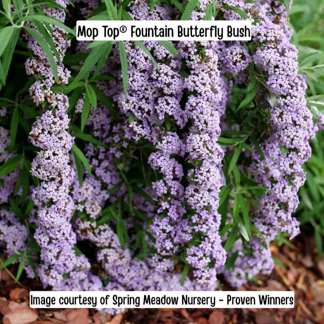 Mop Top Fountain Butterfly Bush