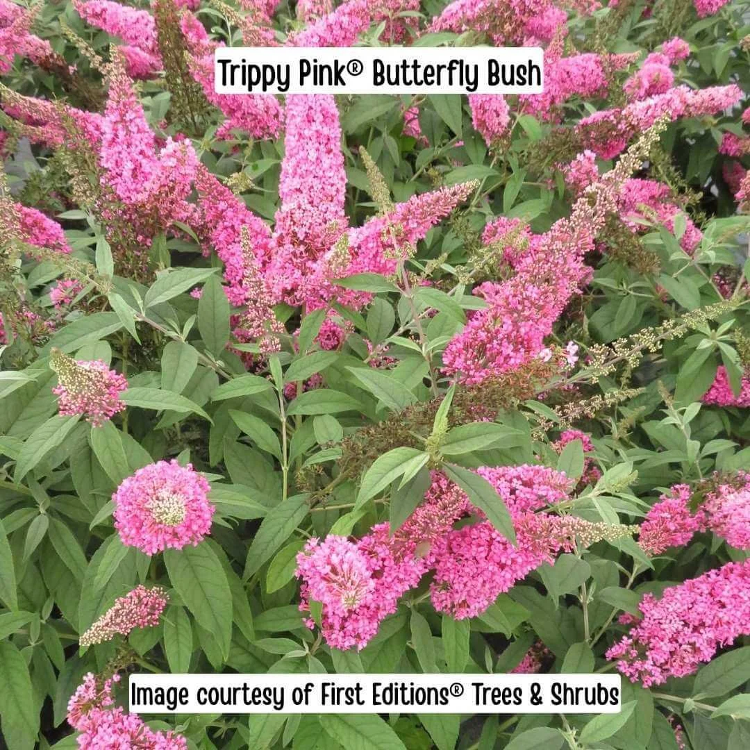 Trippy Pink Butterfly Bush