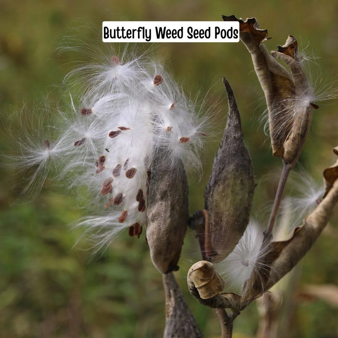 Butterfly weed seed pods