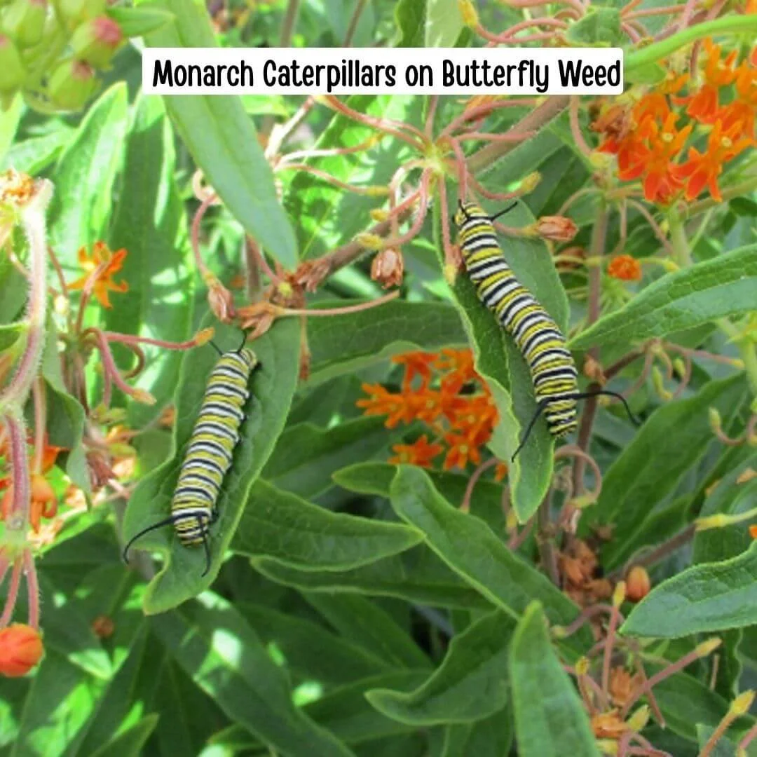 Monarch Caterpillars on Butterfly Weed