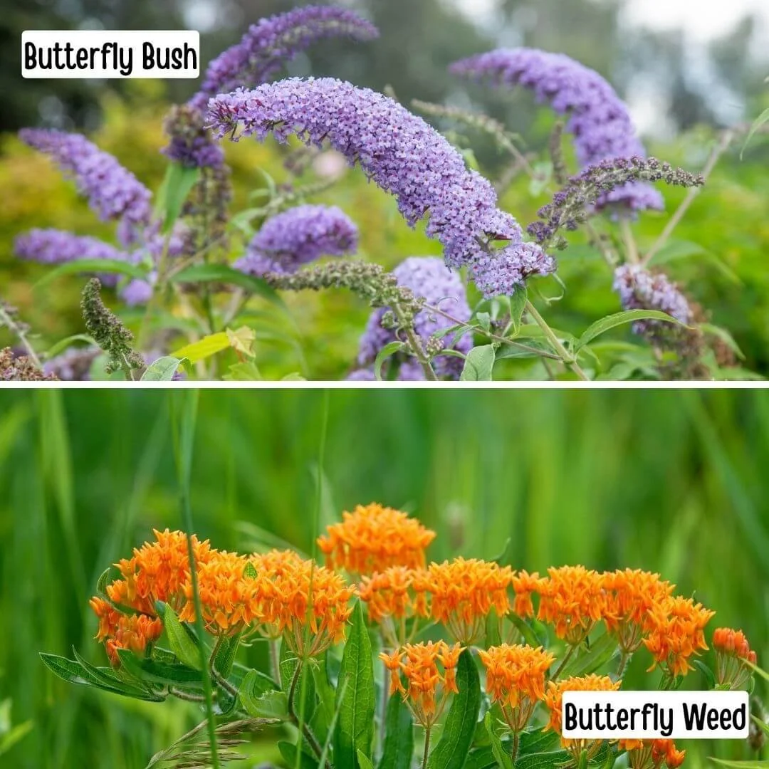 Butterfly Bush vs Butterfly Weed: A Complete Comparison for Gardeners