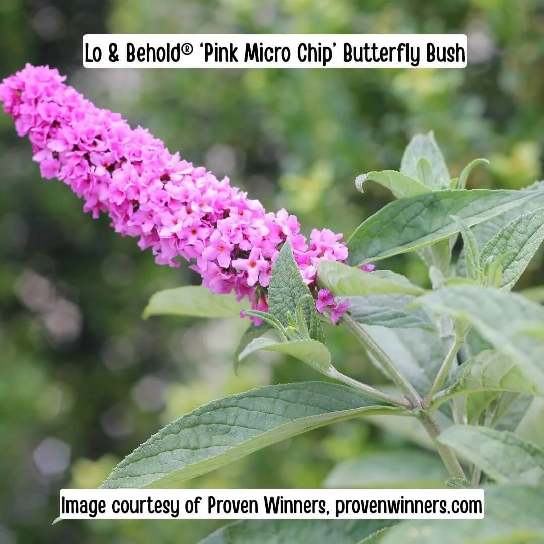 Lo &amp; Behold Pink Micro Chip Butterfly Bush