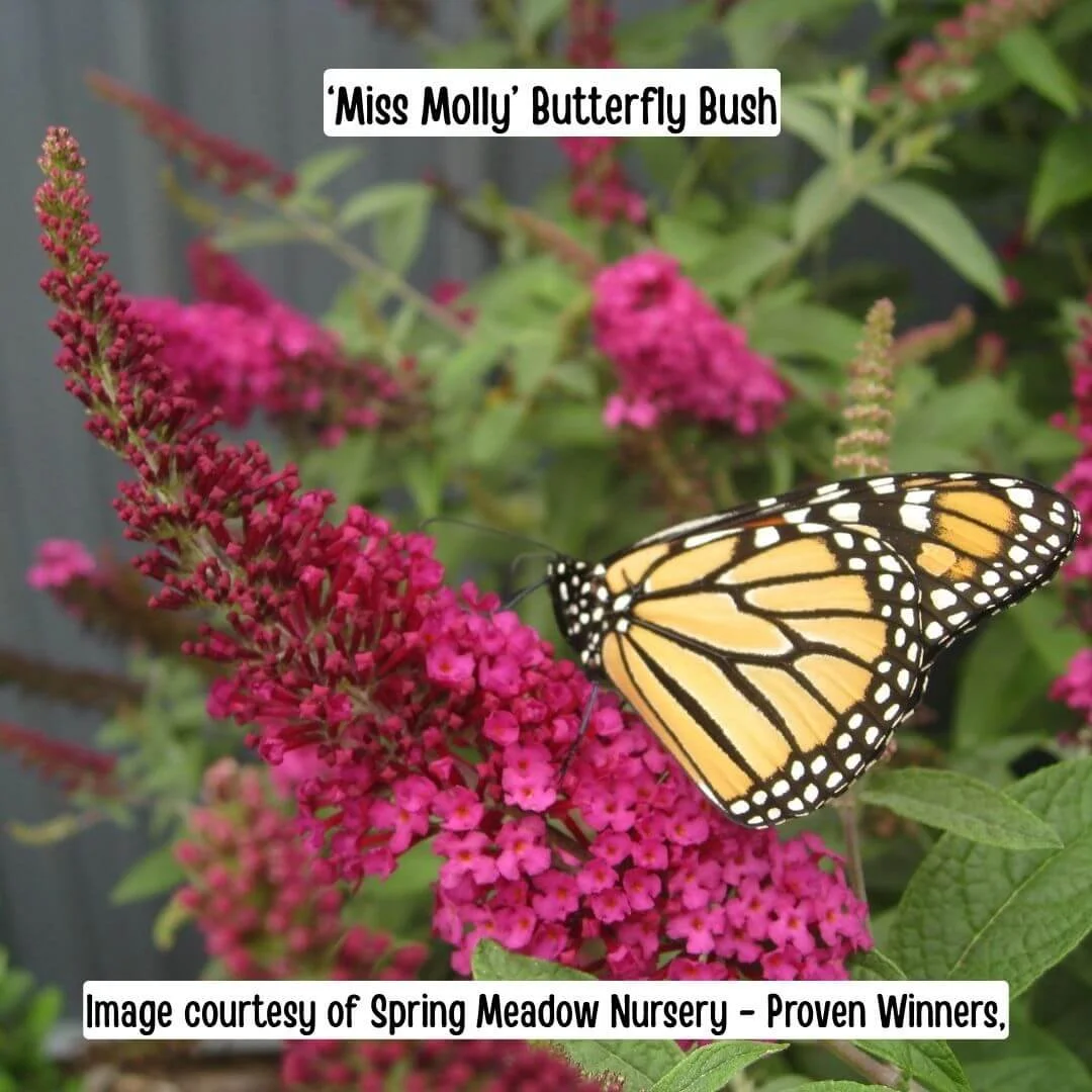 Miss Molly Butterfly Bush
