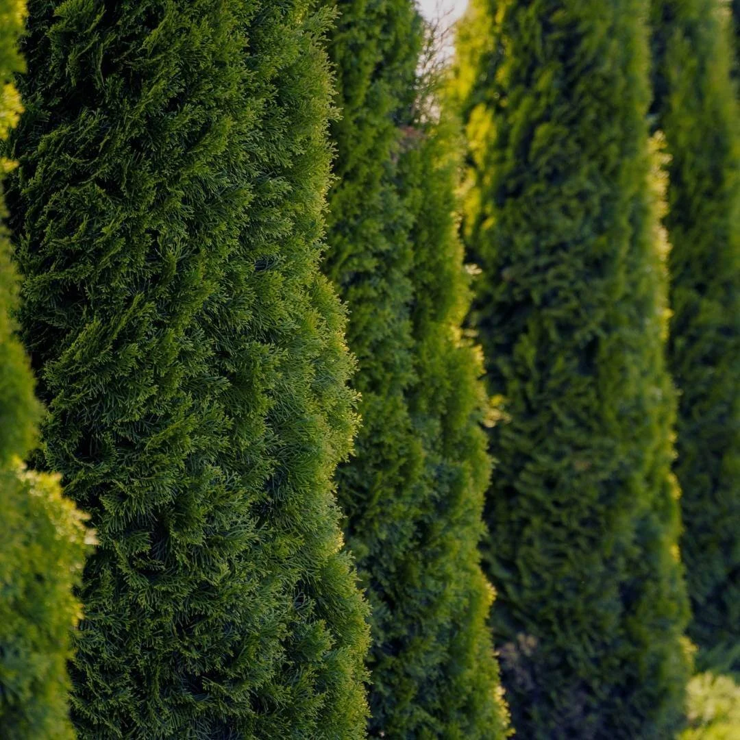 How to Use Arborvitae in Landscaping: Ideas, Spacing &amp; Top Varieties