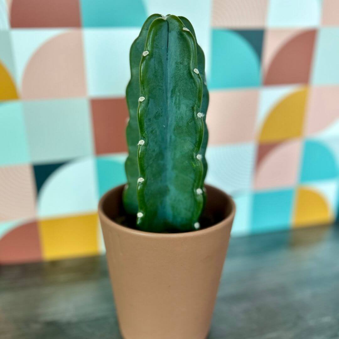 The Cuddly Cactus: A Smooth, Spineless Cactus Without Thorns or Needles