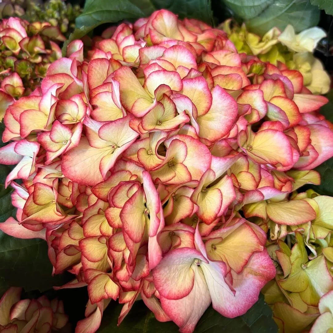 Kanmara Splendour In Strong Pink Hydrangea