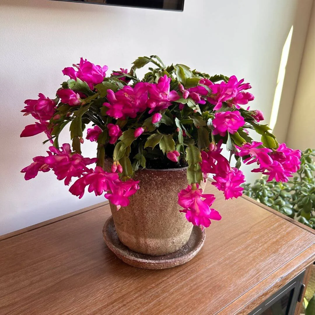 Christmas Cactus vs Thanksgiving Cactus: How to Tell the Difference