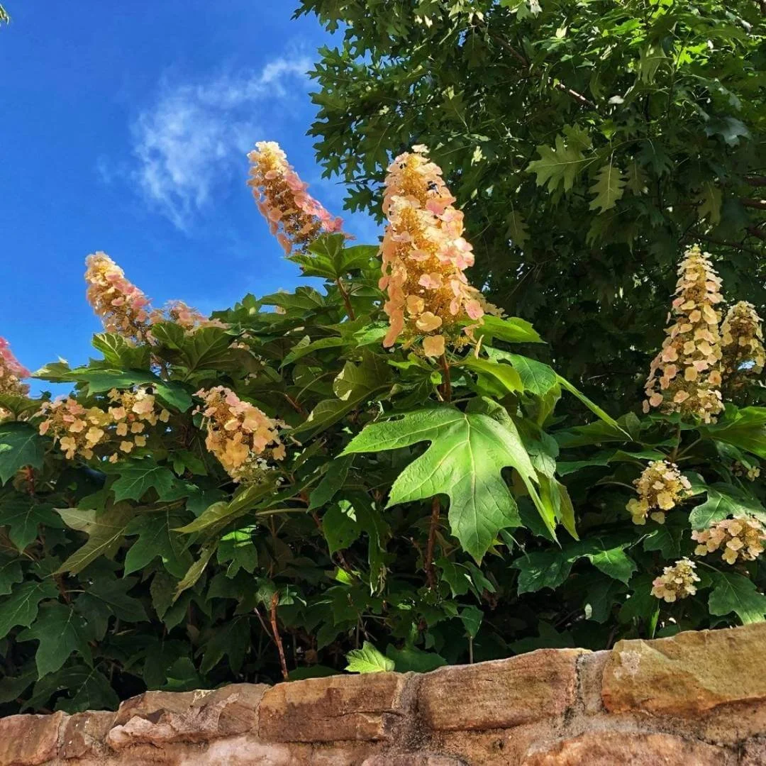 Alice oakleaf hydrangea with white and pink flowers growing over a stone wall
