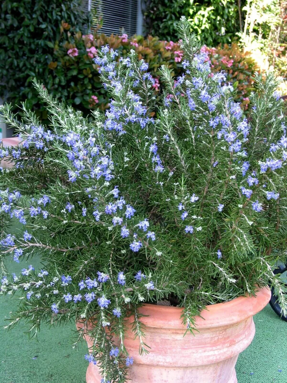 Large Chef’s Choice rosemary plant with blue flowers growing in a terracotta pot outdoors.