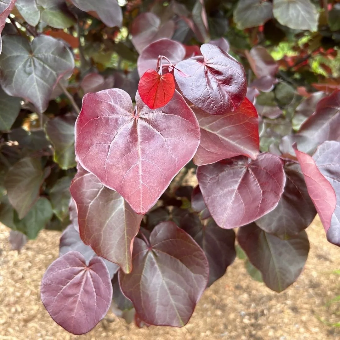 closeup of crepe myrtle alternative merlot redbud tree red leaves and dark green leaves above mulched garden bed