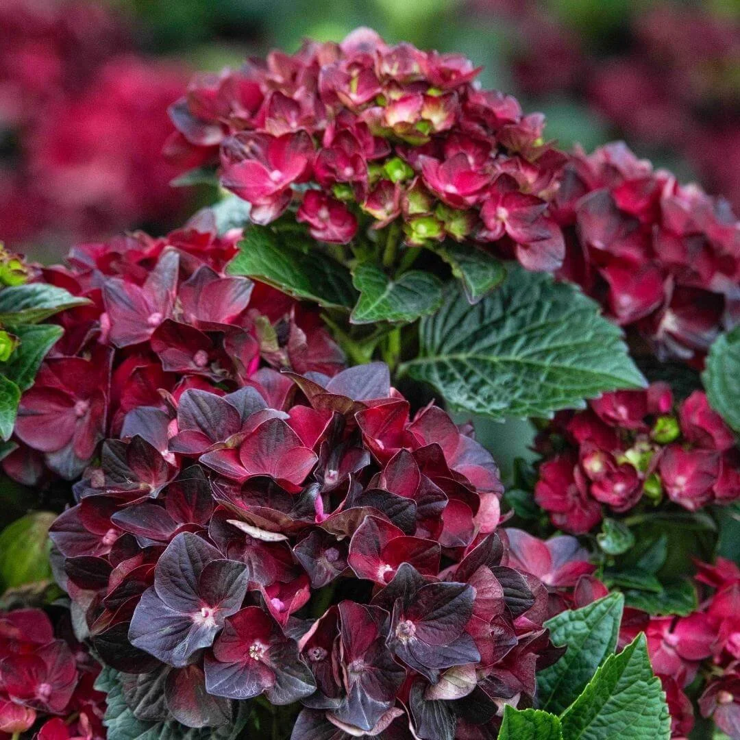 Close-up of a deep ruby-red Centennial Ruby bigleaf hydrangea mophead flower