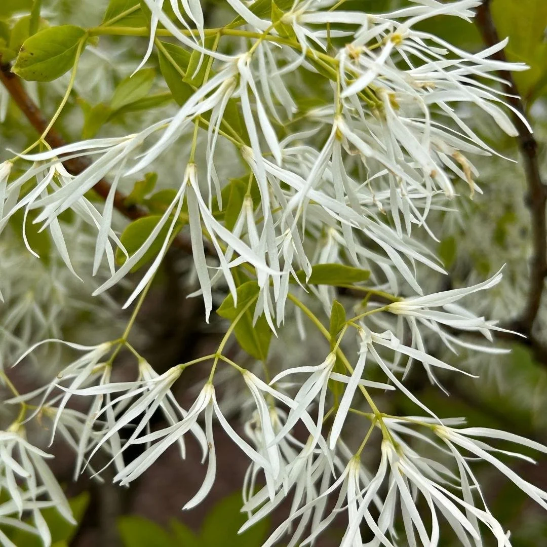 white fringetree flowers leaves branches up close