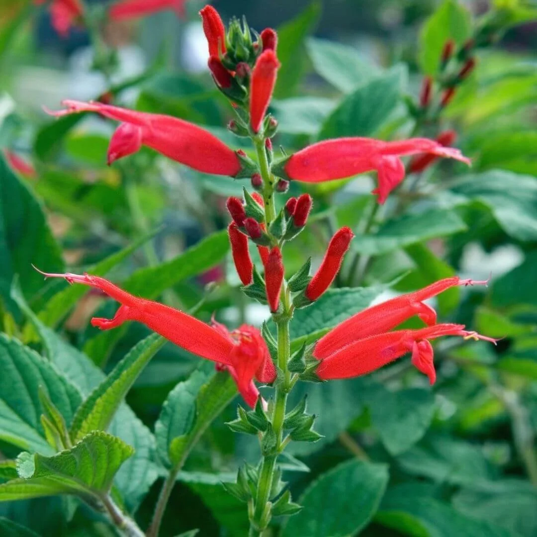 Closeup of red flowers of pineapple sage in hummingbird garden.
