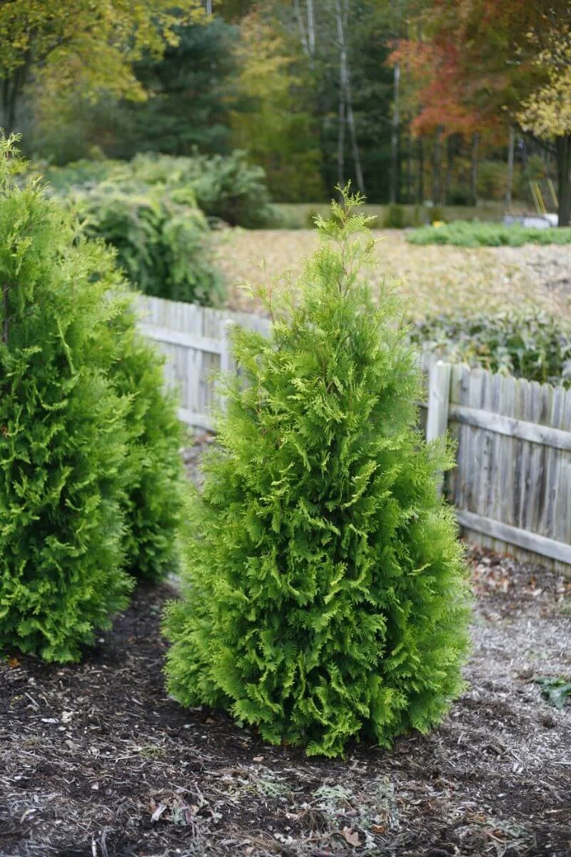 Polar Gold arborvitae planted along a fence line showing its golden foliage