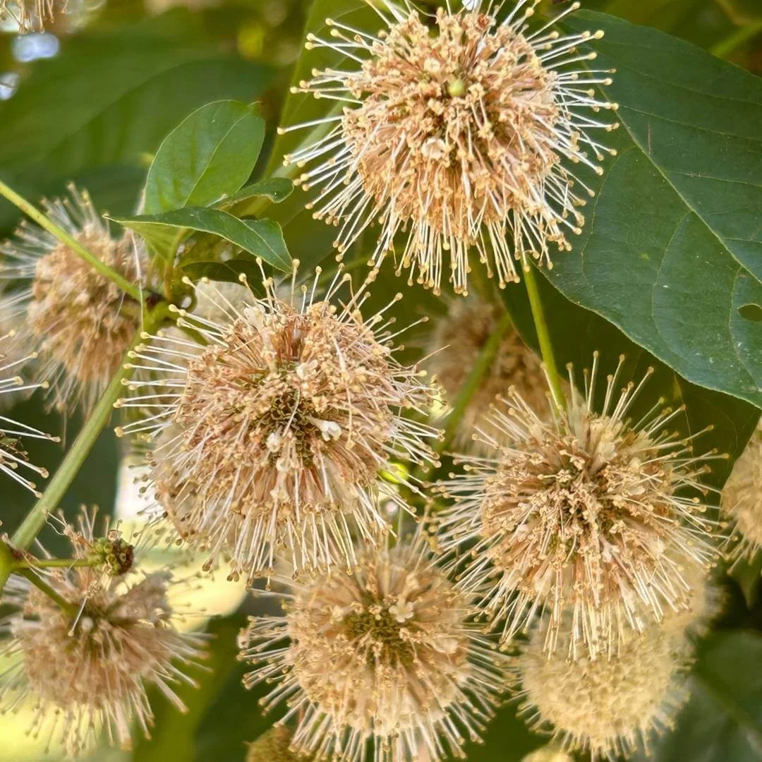 Closeup of buttonbush unique white globe shaped flowers with green leaves