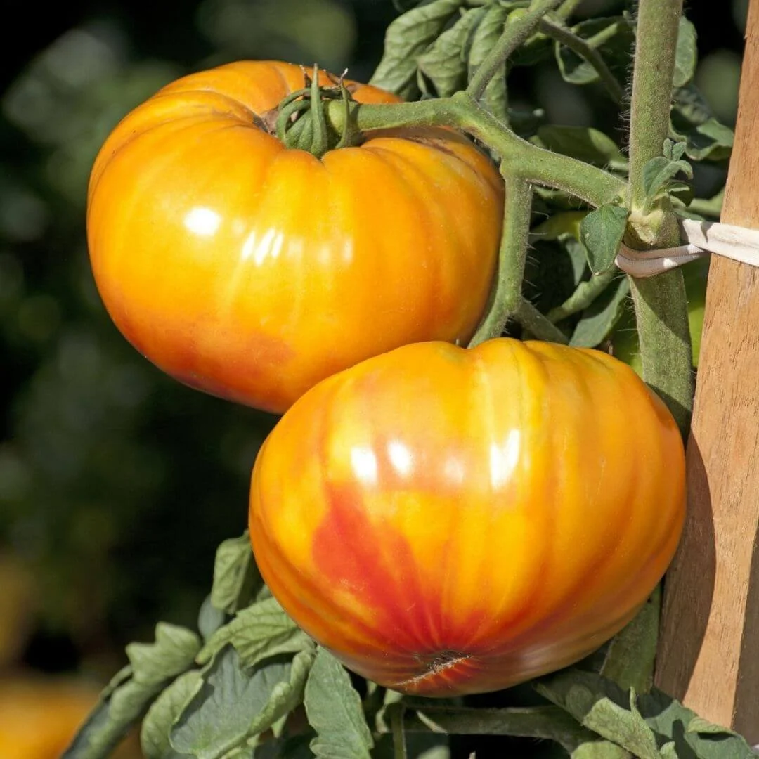 yellow tomato plant with stem tied to garden stake