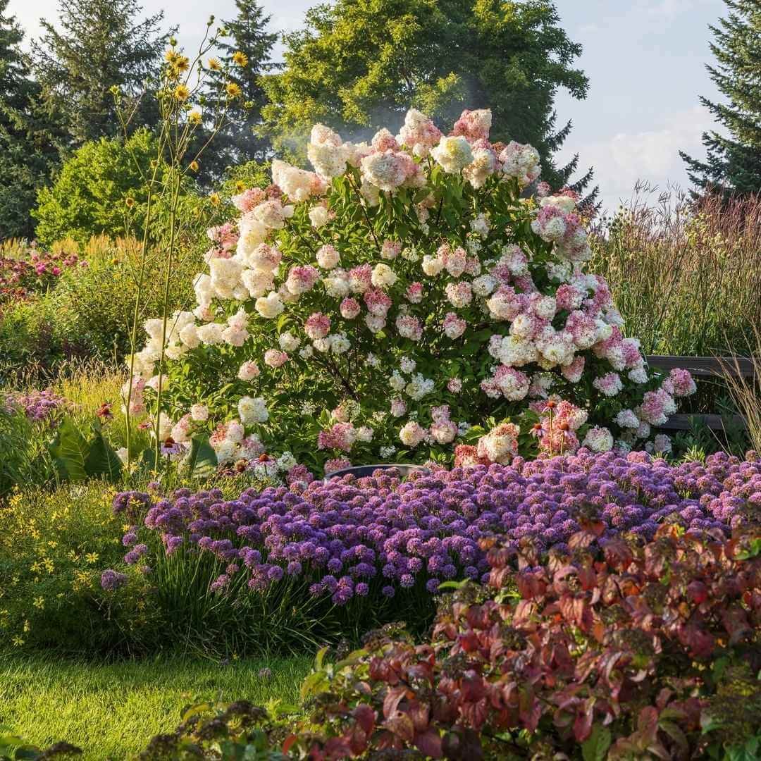 Vanilla Strawberry panicle hydrangea as a specimen plant in a mixed garden border with alliums, ornamental grasses, evergreens and shrubs