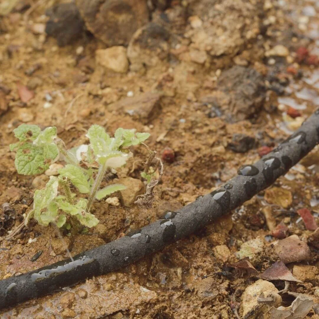 Soaker hose with water seeping out onto soil next to a small seedling