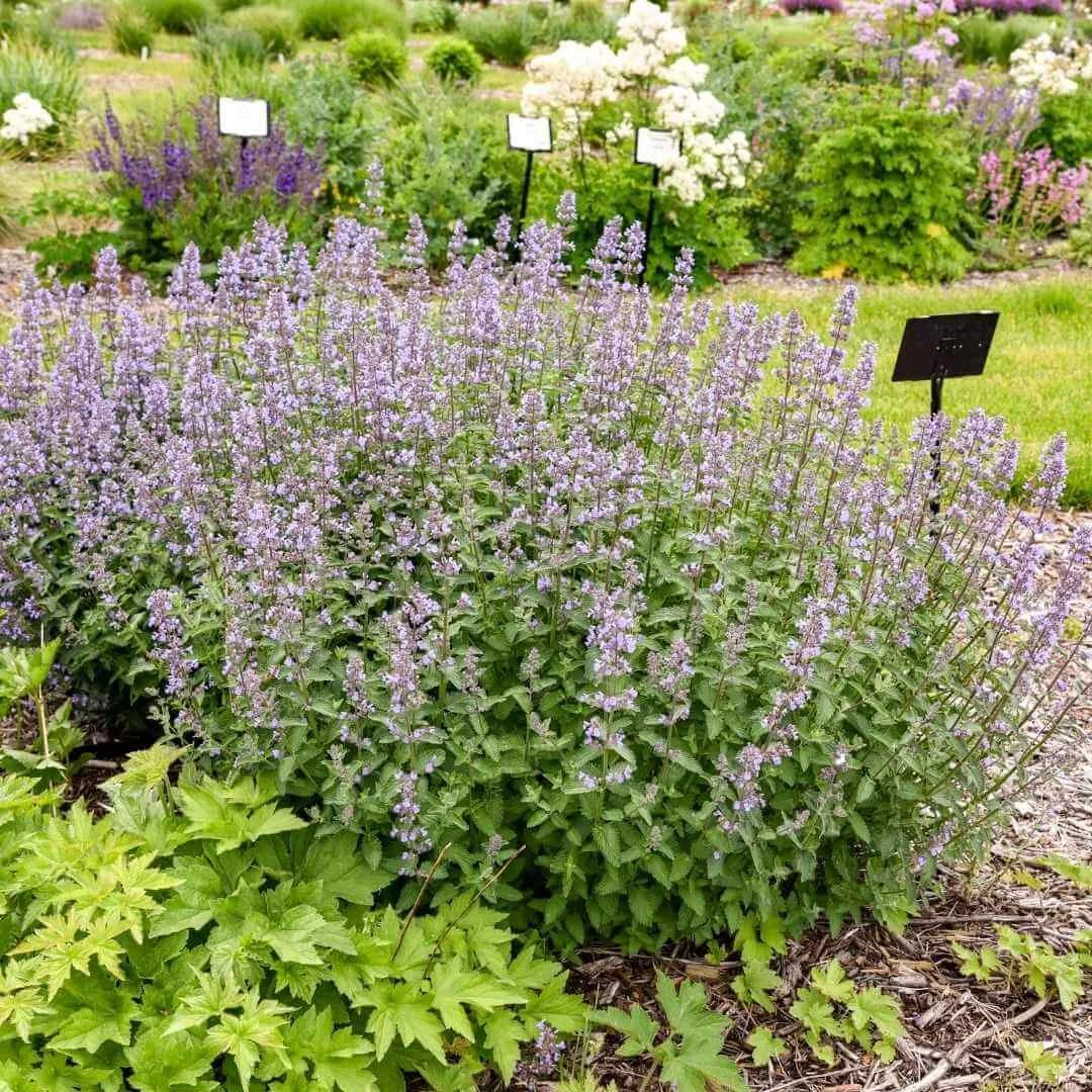 Tall Tails catmint (Nepeta) with lavender blue flower spikes growing in a demonstration garden bed alongside other perennials