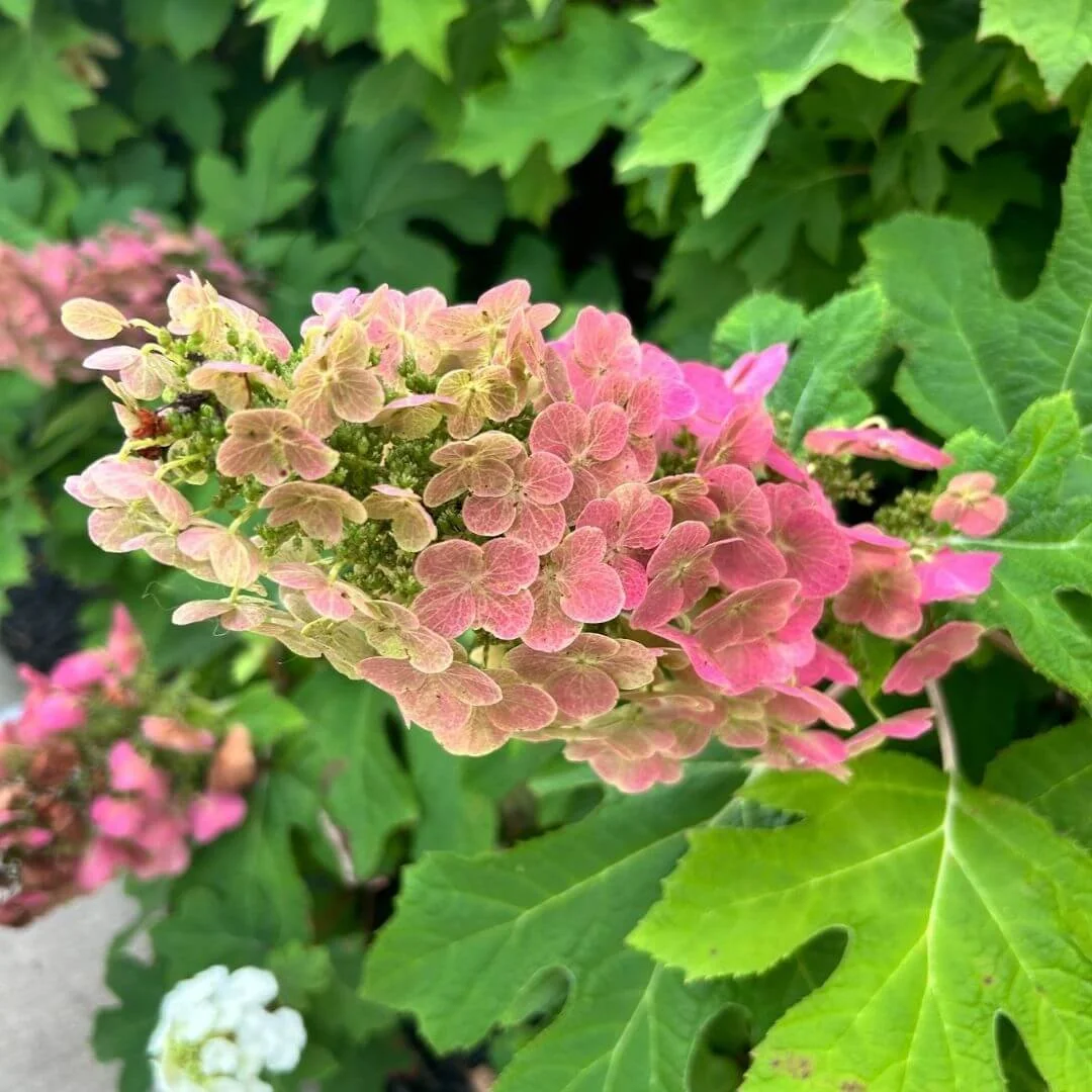 Closeup of pink and white oakleaf hydrangea flower