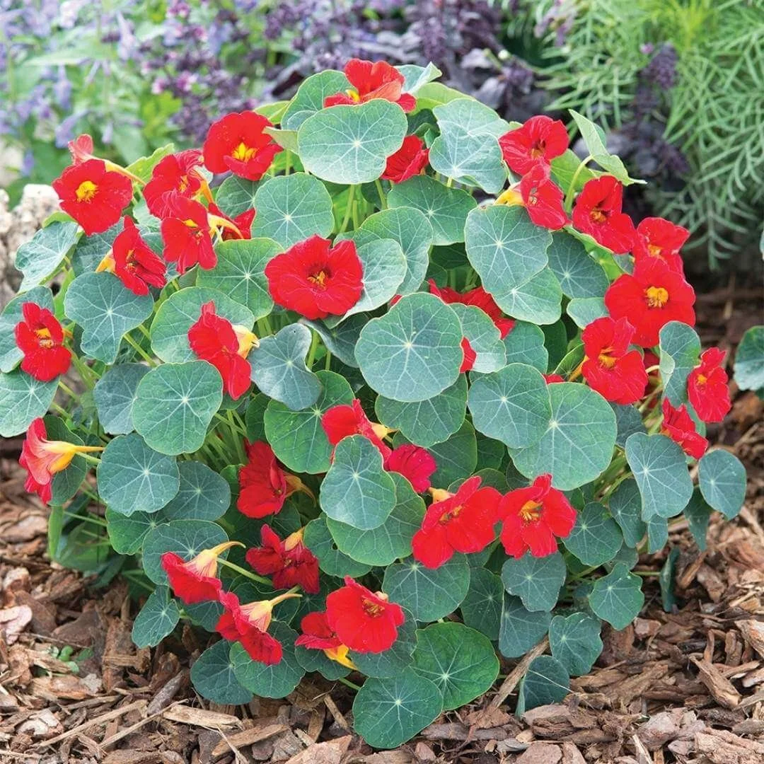 nasturtium plant with red flowers in garden