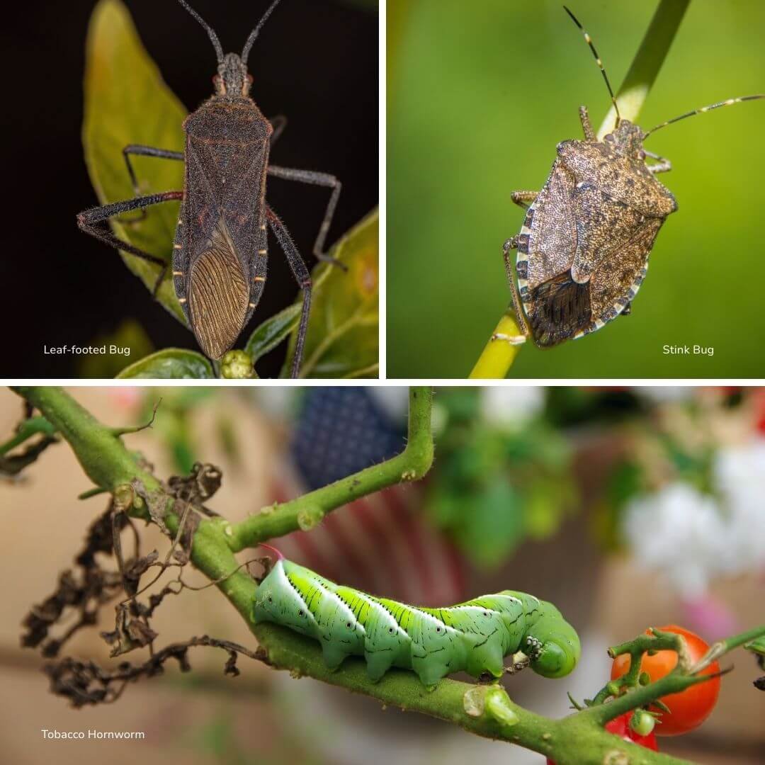 collage of tomato plant pests leaf-footed bug, stink bug, tobacco hornworm