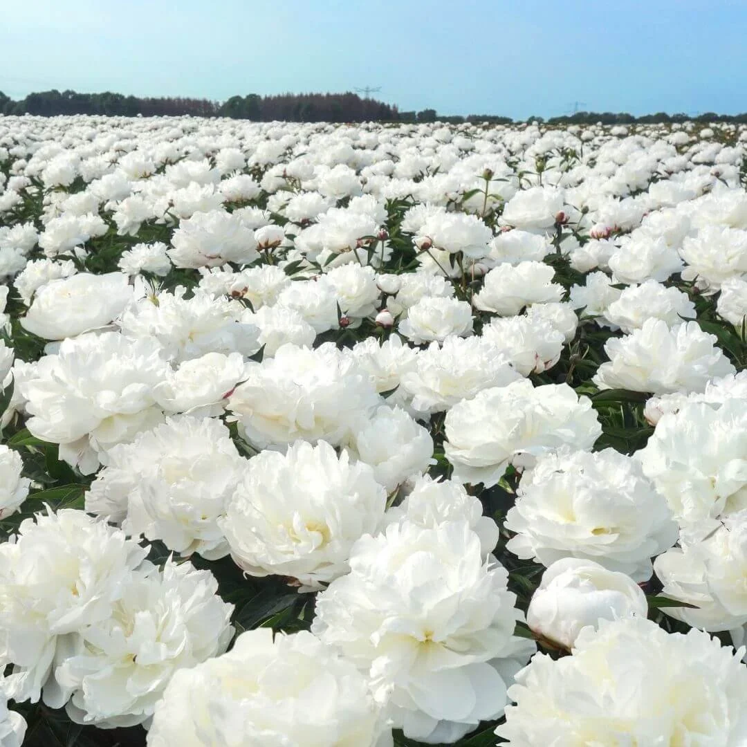 field of shirley temple peony perennial plants white flowers blue sky trees power lines