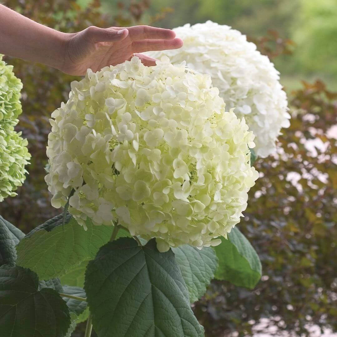 Closeup of Incrediball smooth hydrangea giant white flower head with hand shown for scale