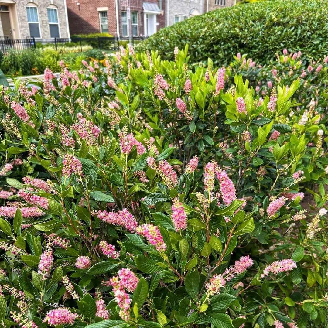 ruby spice summersweet rain garden mass planting