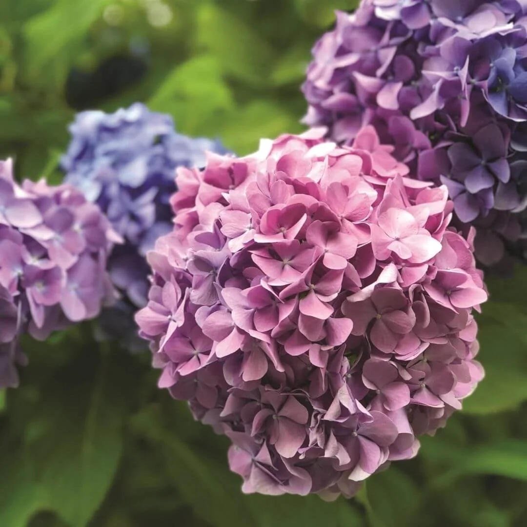 All Summer Beauty bigleaf hydrangea blooming with pink, purple, and blue mophead flowers on the same plant