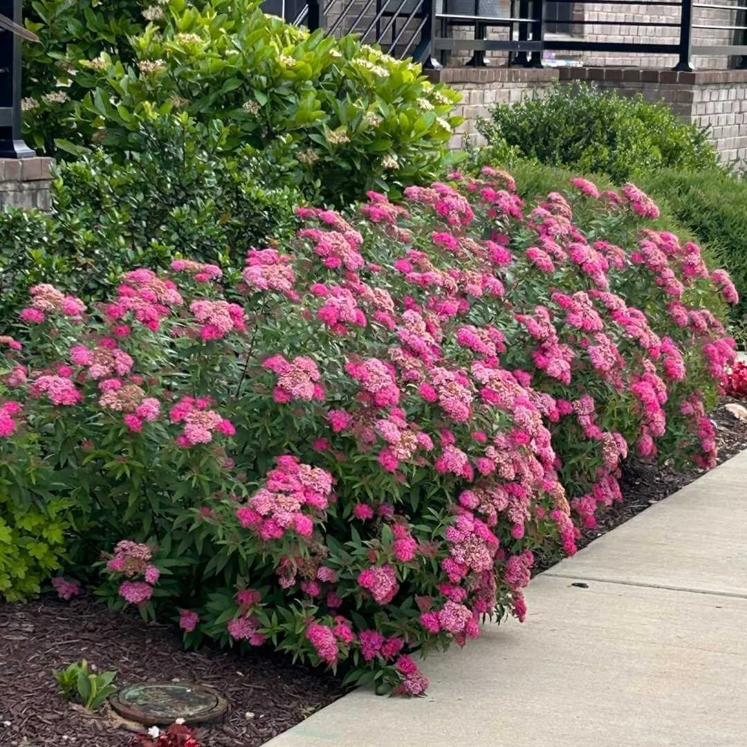 Double Play Doozie spirea covered in pink-purple flowers as a foundation planting along a sidewalk