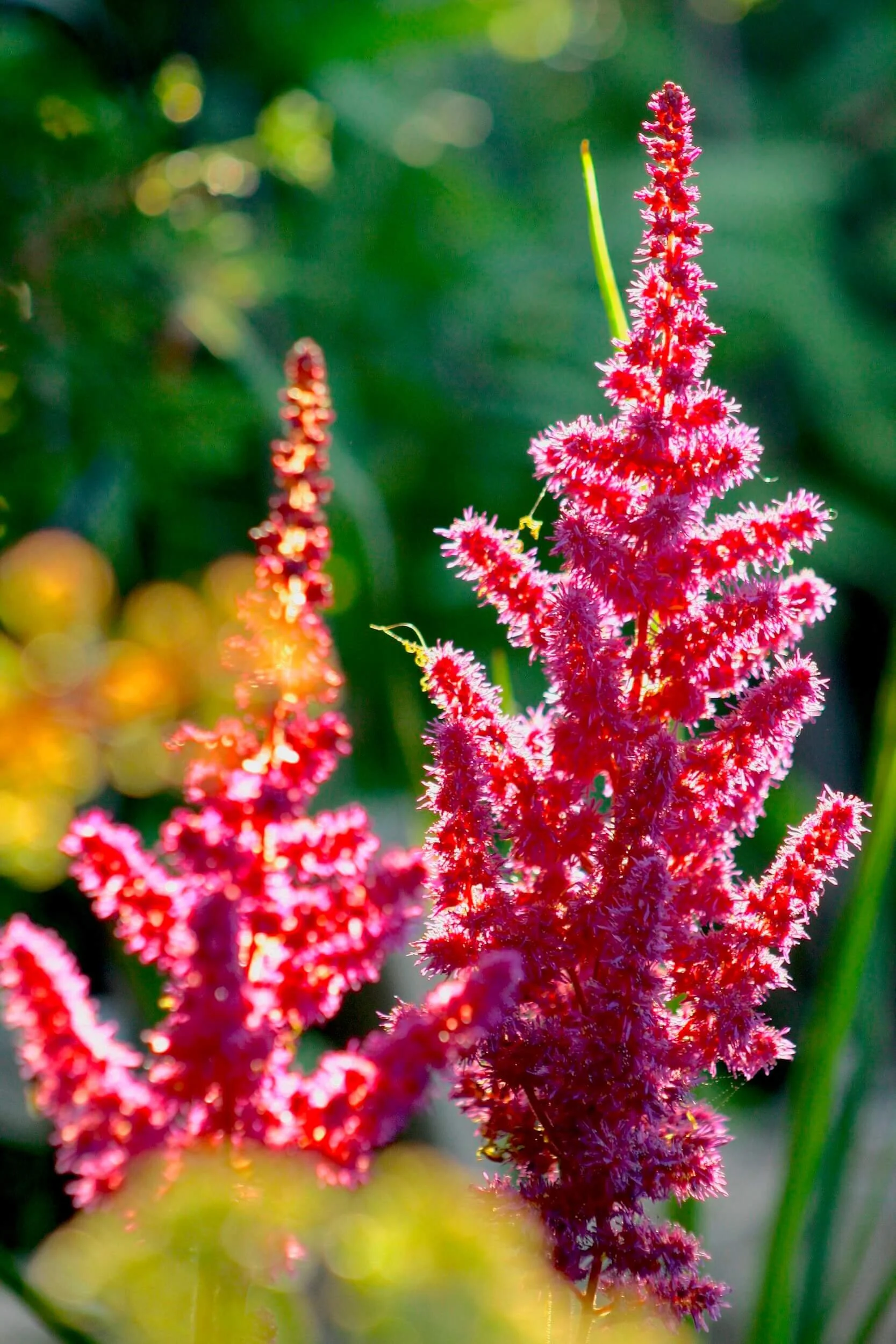 Astilbe — Plant and Bloom Design Studio