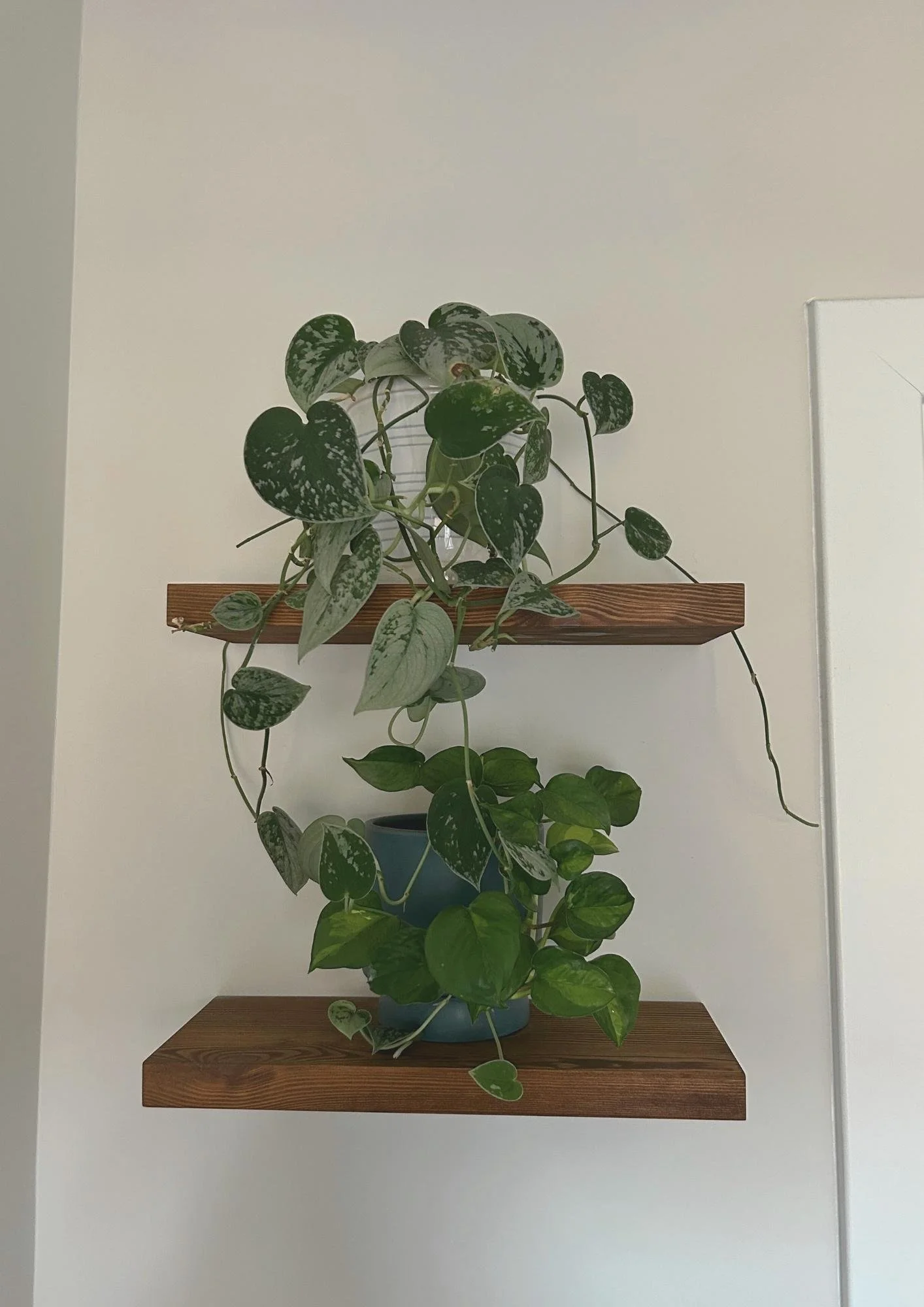 Global Green pothos and scindapsus trailing from high wood shelves in my bright room