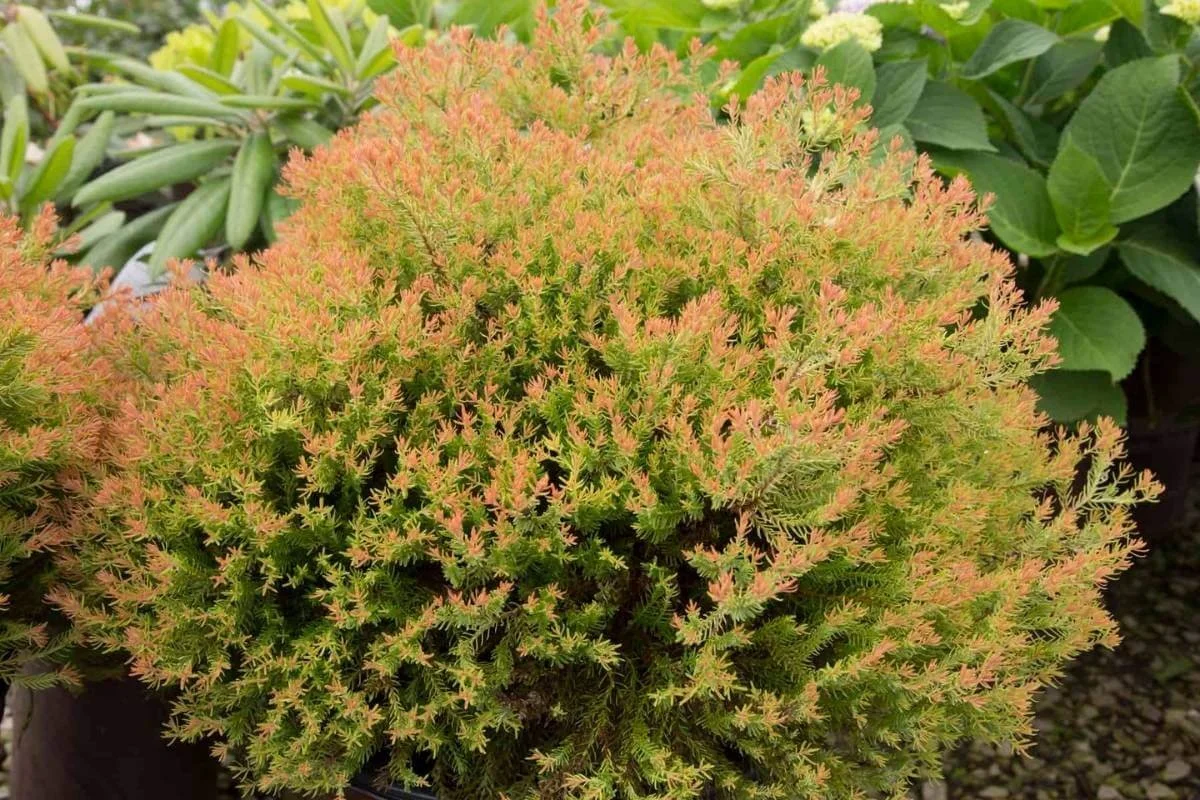 Closeup of Fire Chief arborvitae showing its rich reddish-bronze foliage