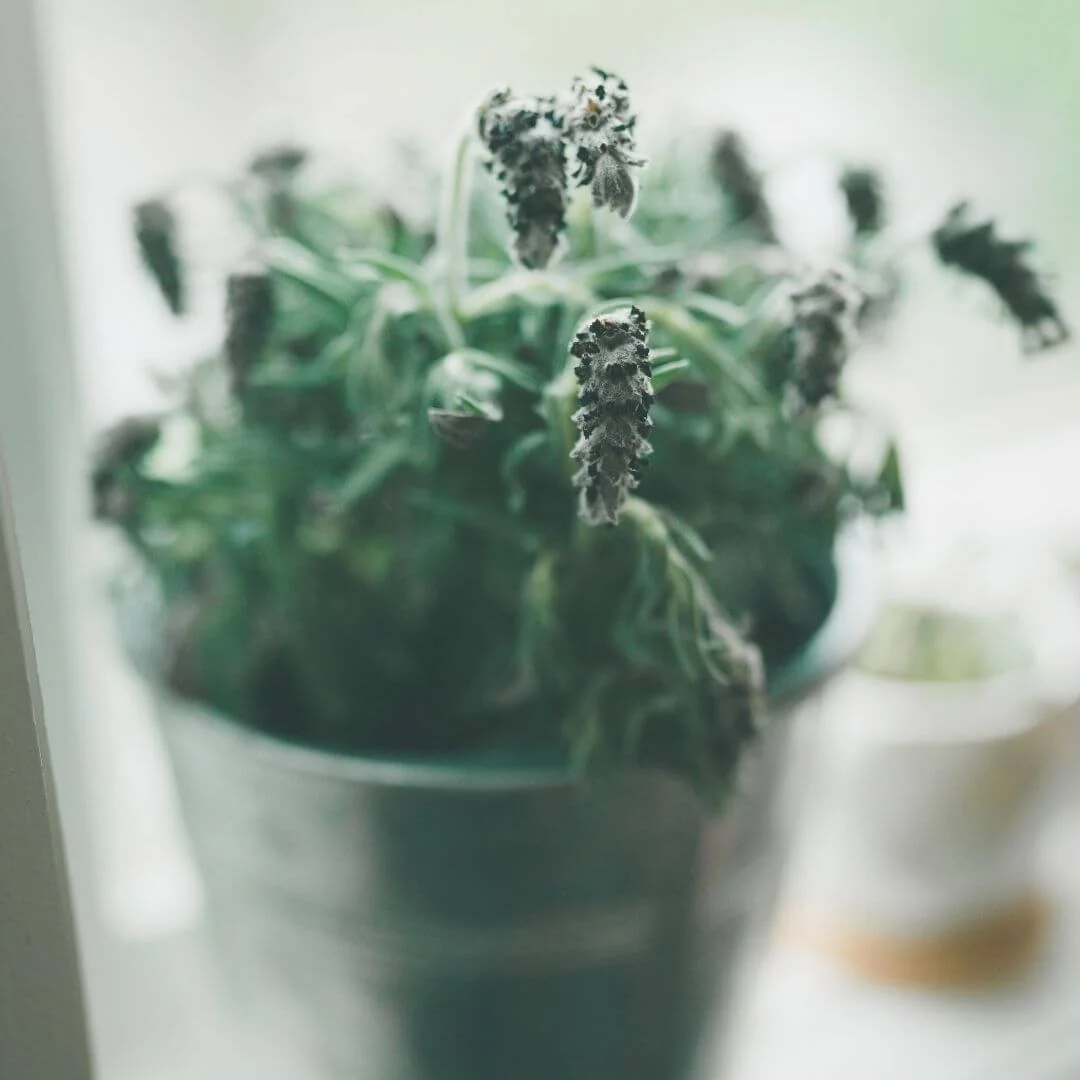 Close-up of a wilting lavender plant with brown, drooping flowers
