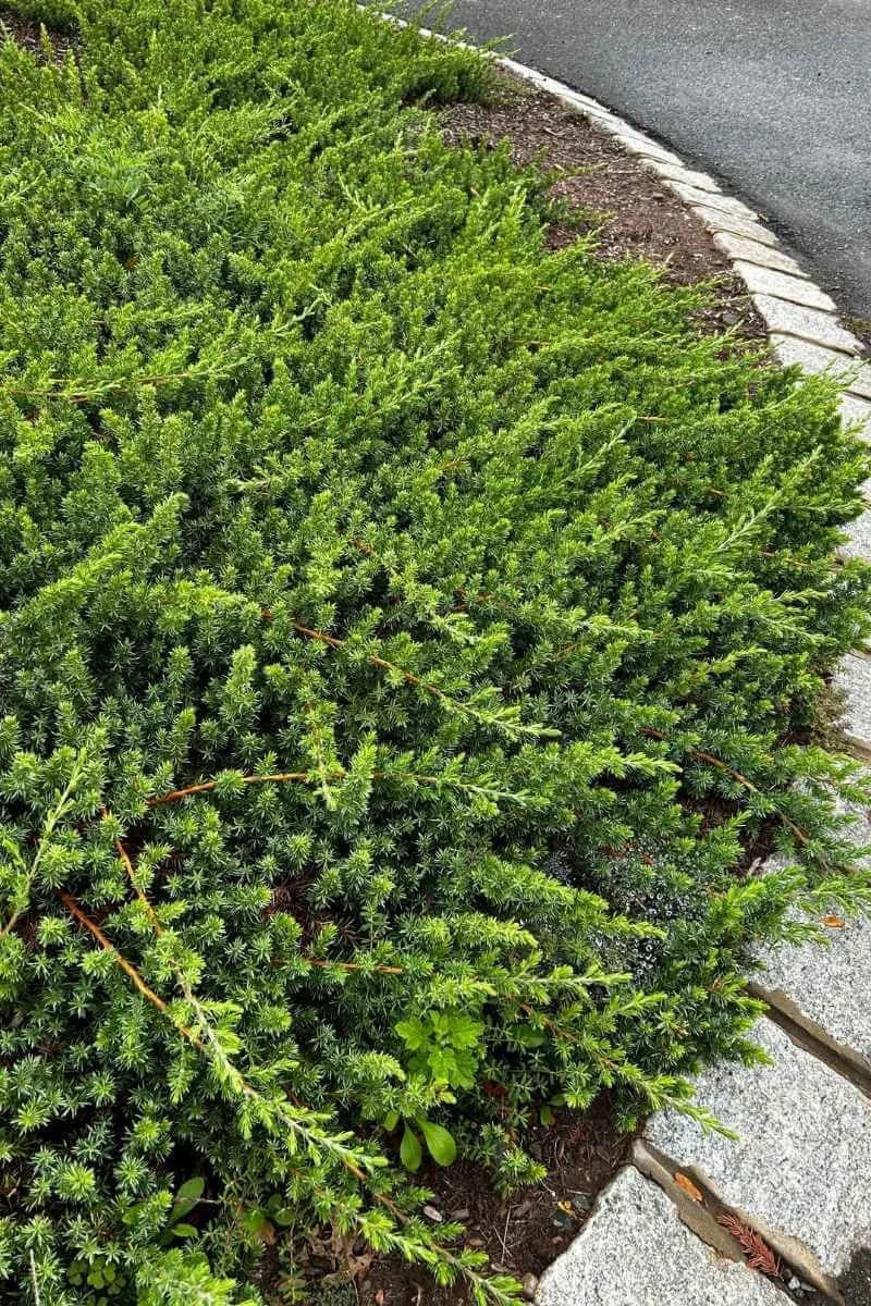 Dwarf Japanese garden juniper planted along a driveway with a garden bed edged in pavers